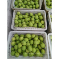 Ano 2016 New Season Shandong Pears